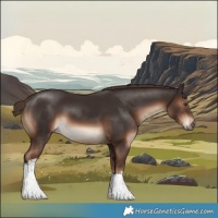 Horse Color:White Spotted Liver Chestnut 