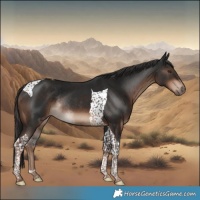 Horse Color:Liver Chestnut Tobiano Rabicano 