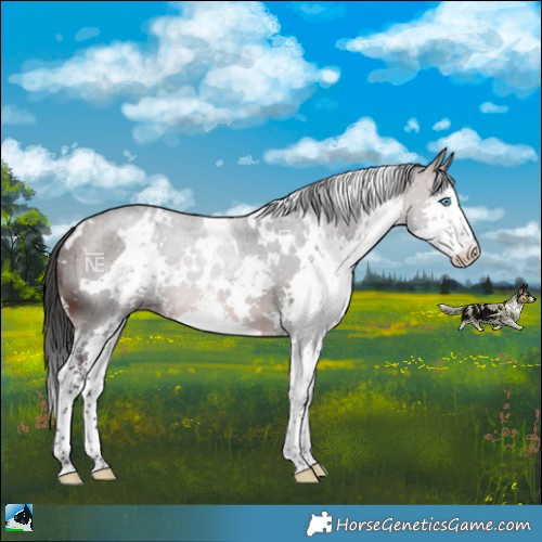 Horse Color:White Spotted Brown Mushroom Sabino Splash 
