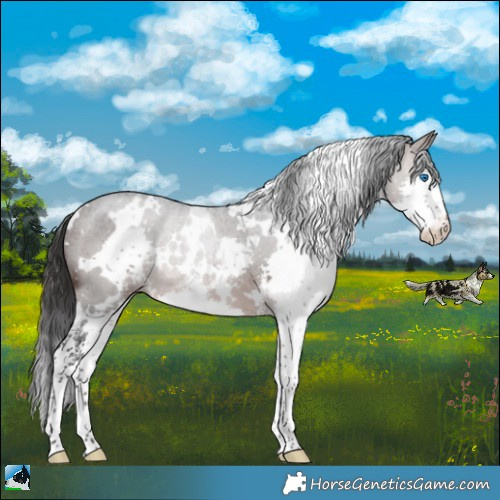 Horse Color:White Spotted Brown Mushroom Sabino Splash 