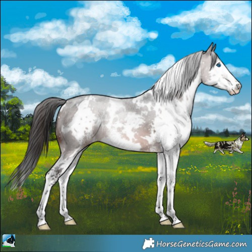 Horse Color:White Spotted Brown Mushroom Sabino Splash 