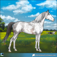 Horse Color:White Spotted Brown Mushroom Sabino Splash