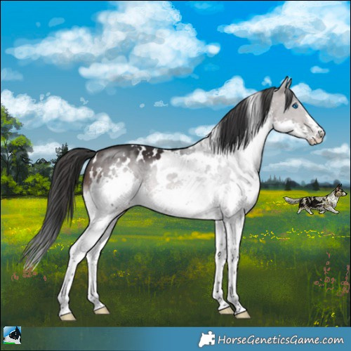Horse Color:White Spotted Brown Mushroom Sabino Splash 