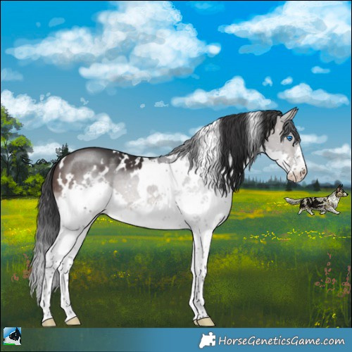 Horse Color:White Spotted Brown Mushroom Sabino Splash 