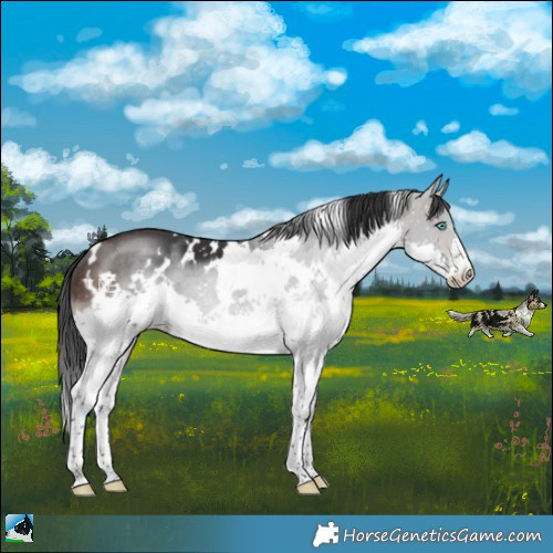 Horse Color:White Spotted Brown Mushroom Sabino Splash 