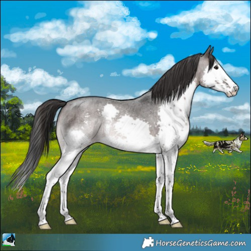 Horse Color:Brown Roan Mushroom Sabino Splash Rabicano 