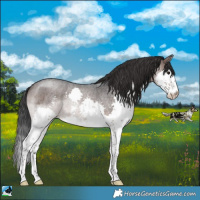 Horse Color:Brown Roan Mushroom Sabino Splash Rabicano 