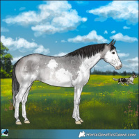 Horse Color:Brown Roan Mushroom Sabino Splash Rabicano 