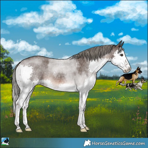 Horse Color:Liver Red Roan Mushroom Sabino Splash Rabicano 
