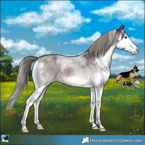 Horse Color:Liver Red Roan Mushroom Sabino Splash Rabicano 