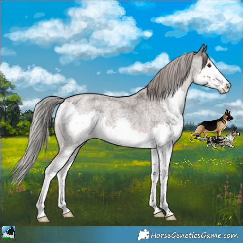 Horse Color:Liver Red Roan Mushroom Splash Rabicano 