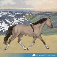 Horse Color:Liver Red Dun Tobiano 