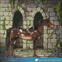 Horse Color:Gray White Spotted Liver Chestnut 