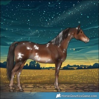 Horse Color:White Spotted Liver Chestnut