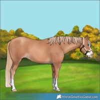 Horse Color:Gold Champagne Splash