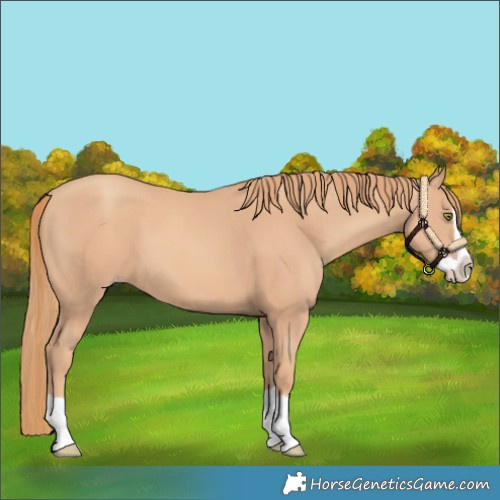 Horse Color:Gold Champagne Splash