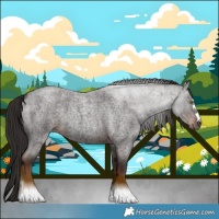 Horse Color:Liver Red Roan 