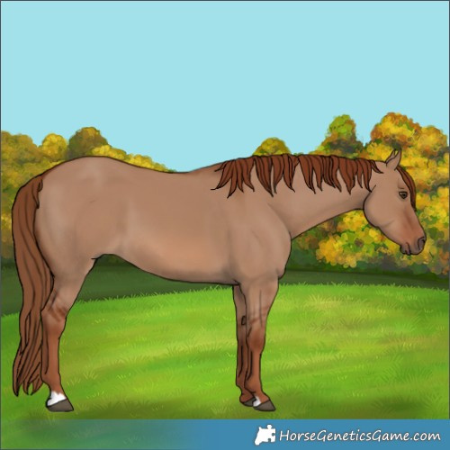 Horse Color:Red Dun 