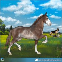 Horse Color:Liver Chestnut Sabino Rabicano