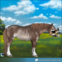 Horse Color:Liver Chestnut Sabino Rabicano 