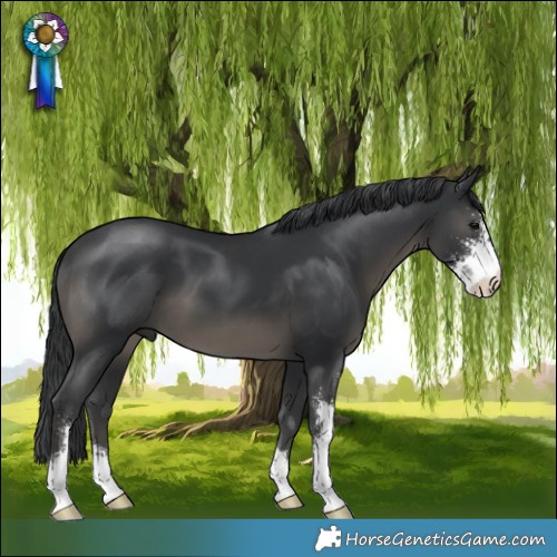 Horse Color:Black Mushroom Sabino 