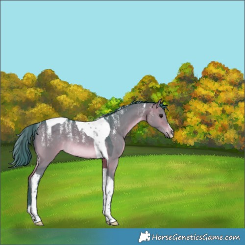 Horse Color:Powder White Watercolor Brown Dun Tobiano Rabicano 