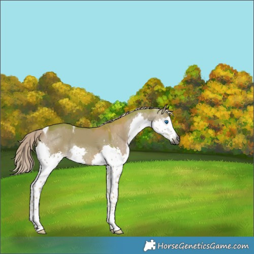 Horse Color:Gray Watercolor Chocolate Palomino Dun Splash Tobiano Rabicano 