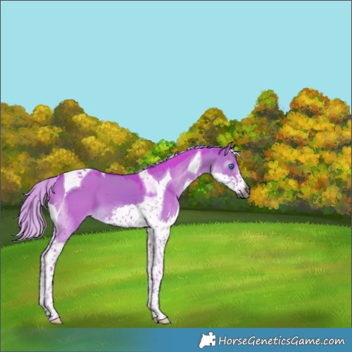 Horse Color:Gray Watercolor Chocolate Palomino Dun Splash Tobiano 