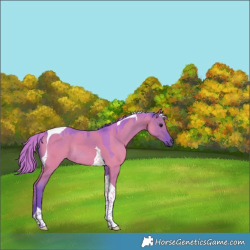 Horse Color:Watercolor Smoky Grullo Tobiano Rabicano 