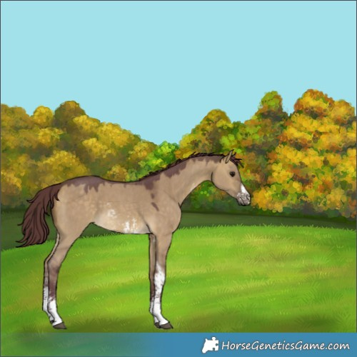 Horse Color:Chocolate Buckskin Dun Sabino 
