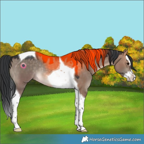 Horse Color:Brown Dun Splash Tobiano Rabicano 