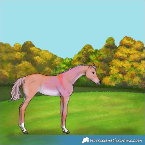 Horse Color:Watercolor Liver Red Dun Tobiano Rabicano 