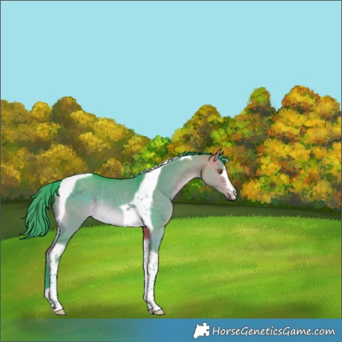 Horse Color:Watercolor Buckskin Dun Tobiano Rabicano 