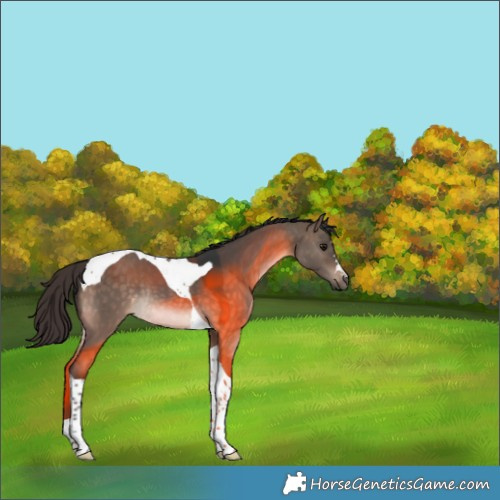 Horse Color:Brown Dun Tobiano Rabicano 