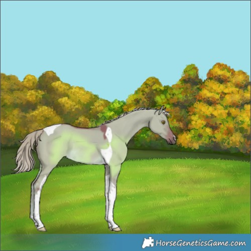 Horse Color:Watercolor Chocolate Palomino Dun Tobiano Rabicano 