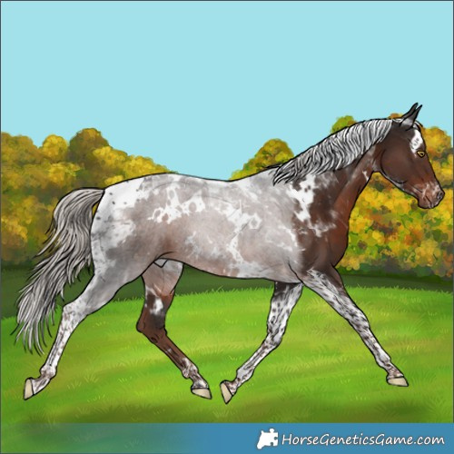 Horse Color:White Spotted Liver Chestnut Tobiano 