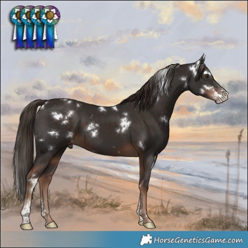 Horse Color:White Spotted Liver Chestnut Sabino