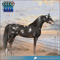 Horse Color:White Spotted Liver Chestnut Sabino