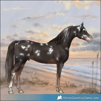 Horse Color:White Spotted Liver Chestnut Sabino 