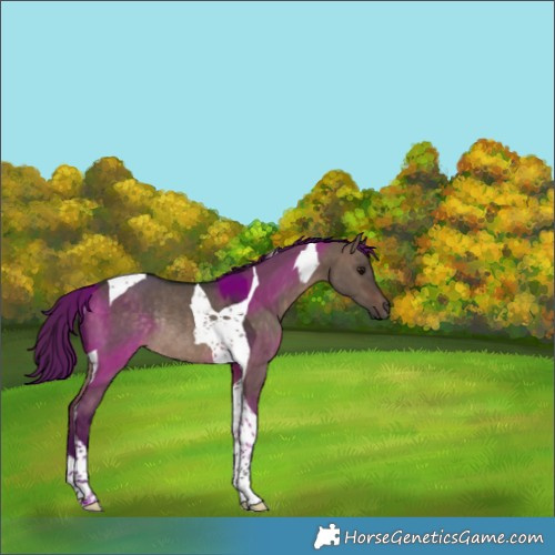 Horse Color:Brown Dun Tobiano Rabicano 