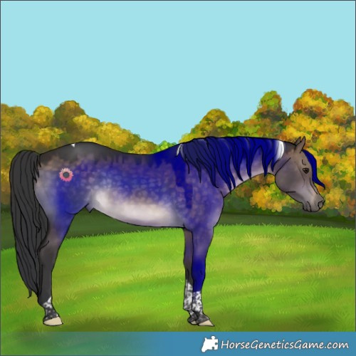 Horse Color:Brown Dun Tobiano Rabicano 