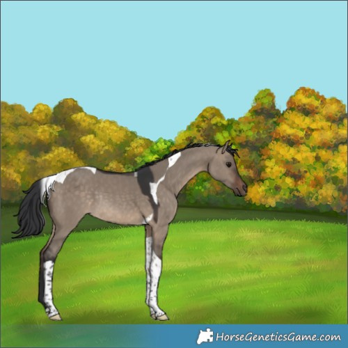 Horse Color:Brown Dun Tobiano Rabicano 