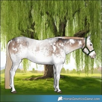 Horse Color:White Spotted Liver Red Dun Rabicano 