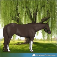 Horse Color:Liver Chestnut Tobiano