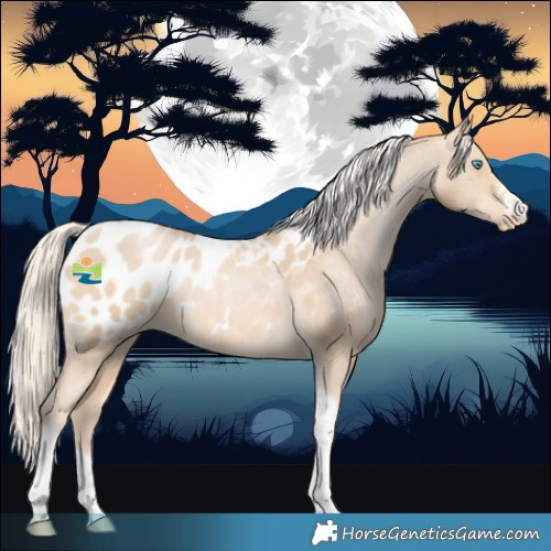 Horse Color:Palomino Pearl Tobiano Blanket 