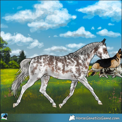 Horse Color:Liver Chestnut Mushroom Sabino Rabicano 