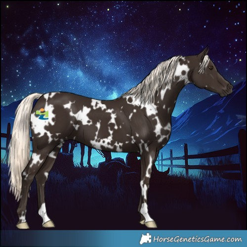 Horse Color:White Spotted Liver Chestnut Mushroom 