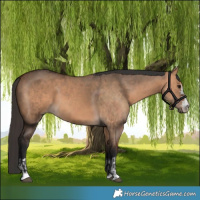 Horse Color:Bay Dun  and Bay Dun 
