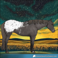 Horse Color:Smoky Black Appaloosa 