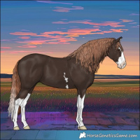 Horse Color:Liver Chestnut Splash 